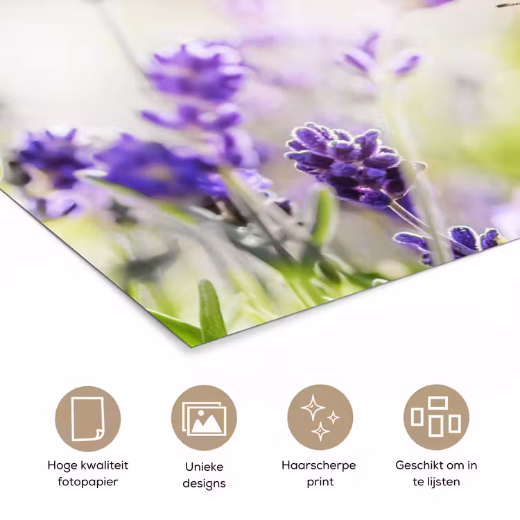 Poster - Lavendel - Vlinder - Bloemen — 5