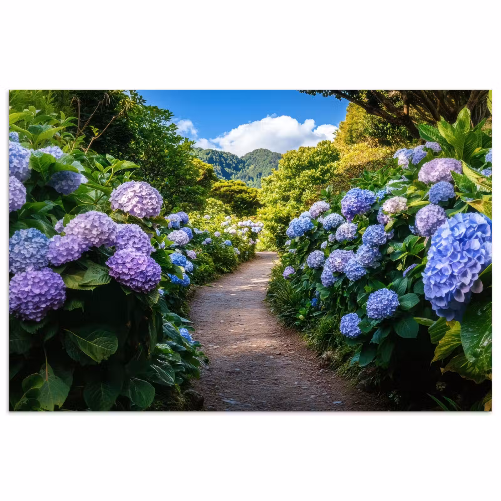 Poster - Hortsensia - Pad - Bloemen — 1