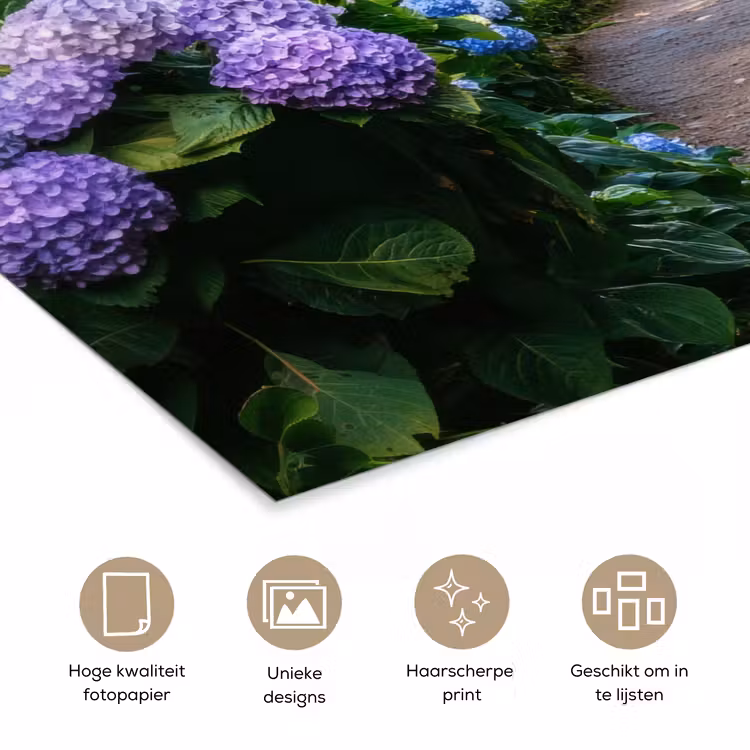 Poster - Hortsensia - Pad - Bloemen — 5