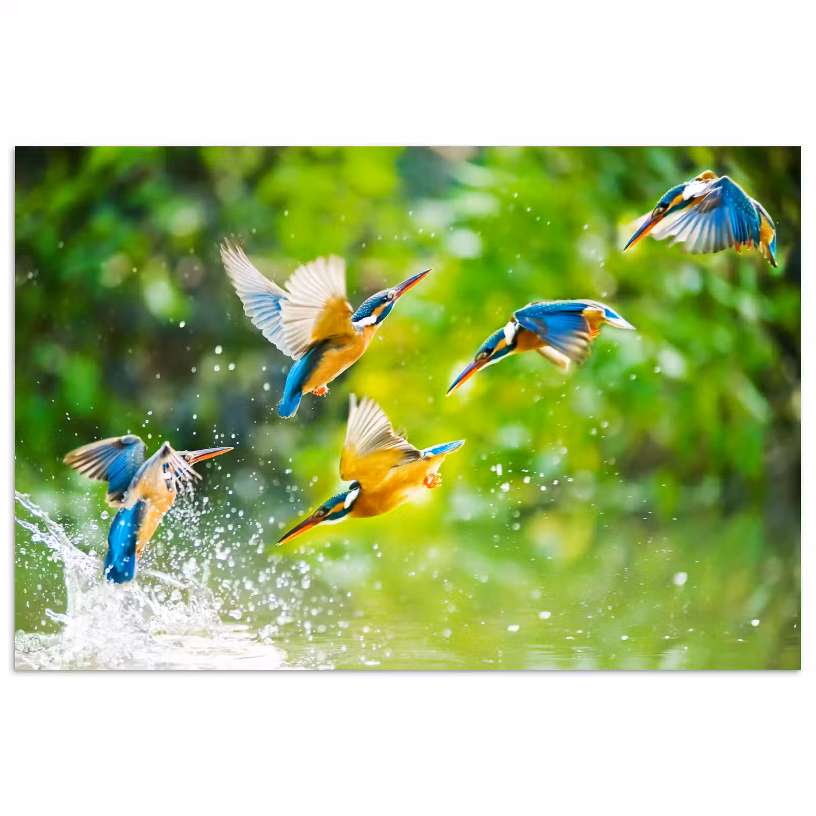 Poster - IJsvogels vliegen in het water — 1