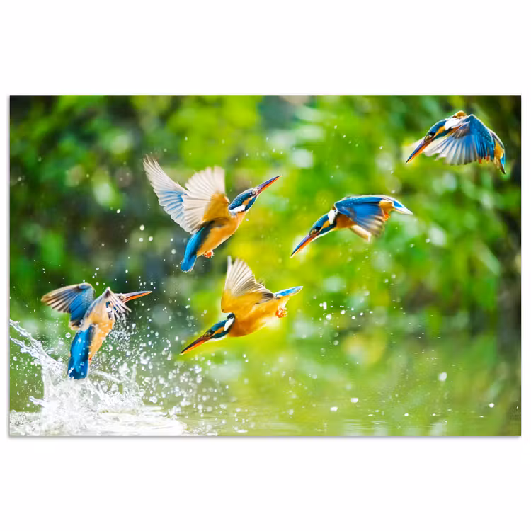 Poster - IJsvogels vliegen in het water — 1