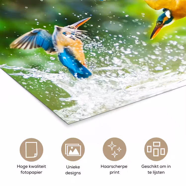 Poster - IJsvogels vliegen in het water — 5