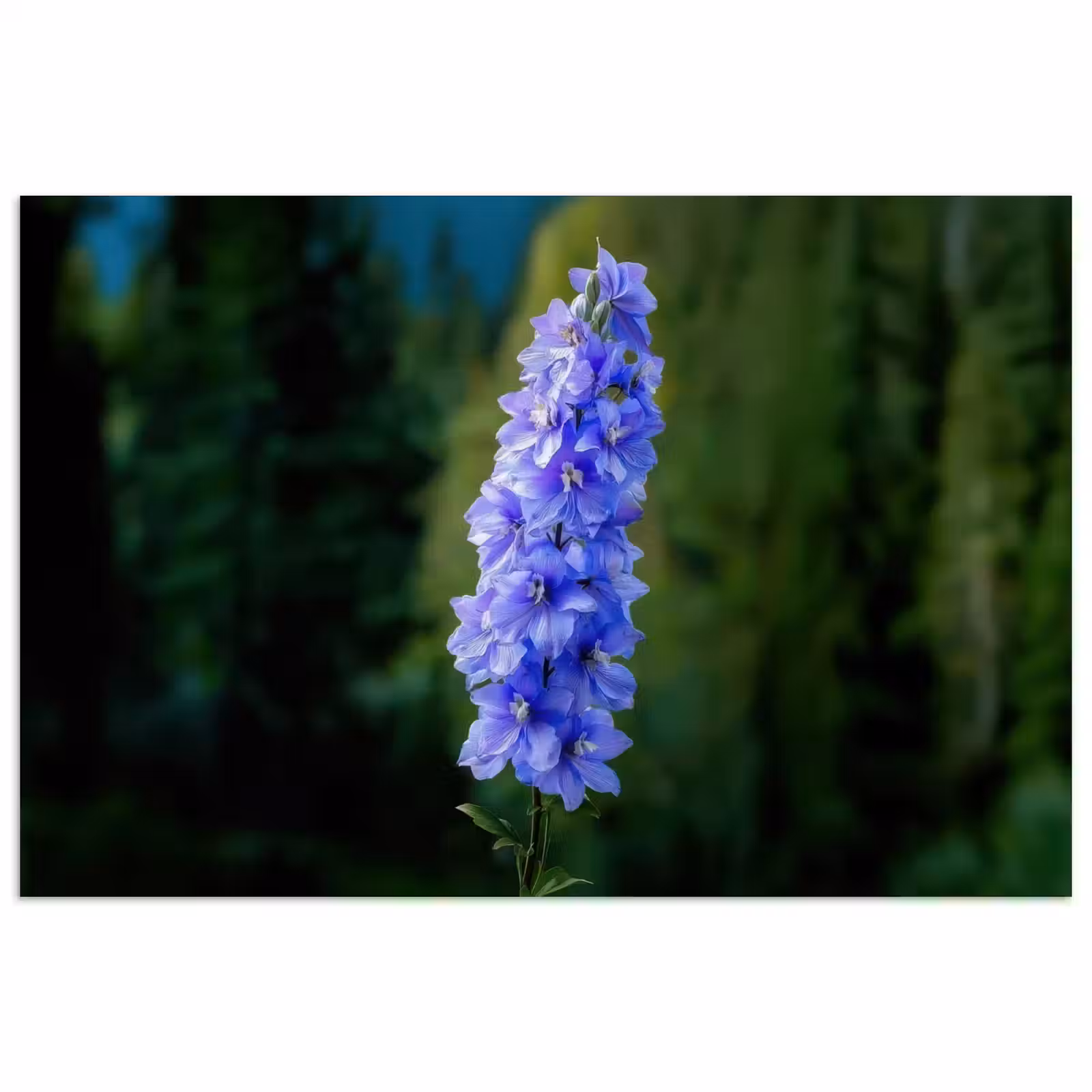 Poster - Bloemen - Blauw - Dennenboom — 1
