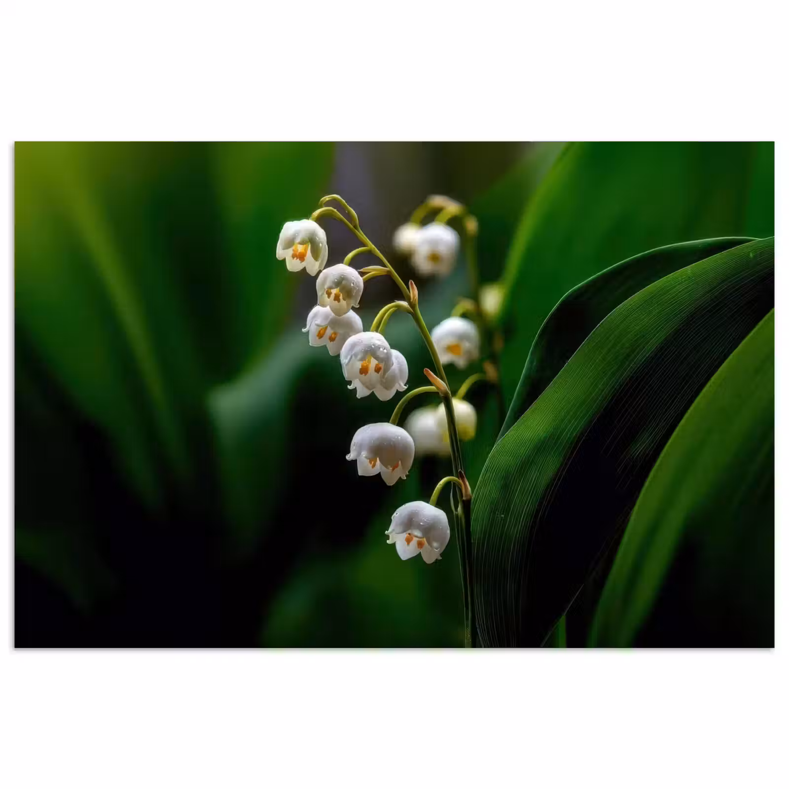 Poster - Bloemen - Wit - Bladeren - Lelietjes — 1