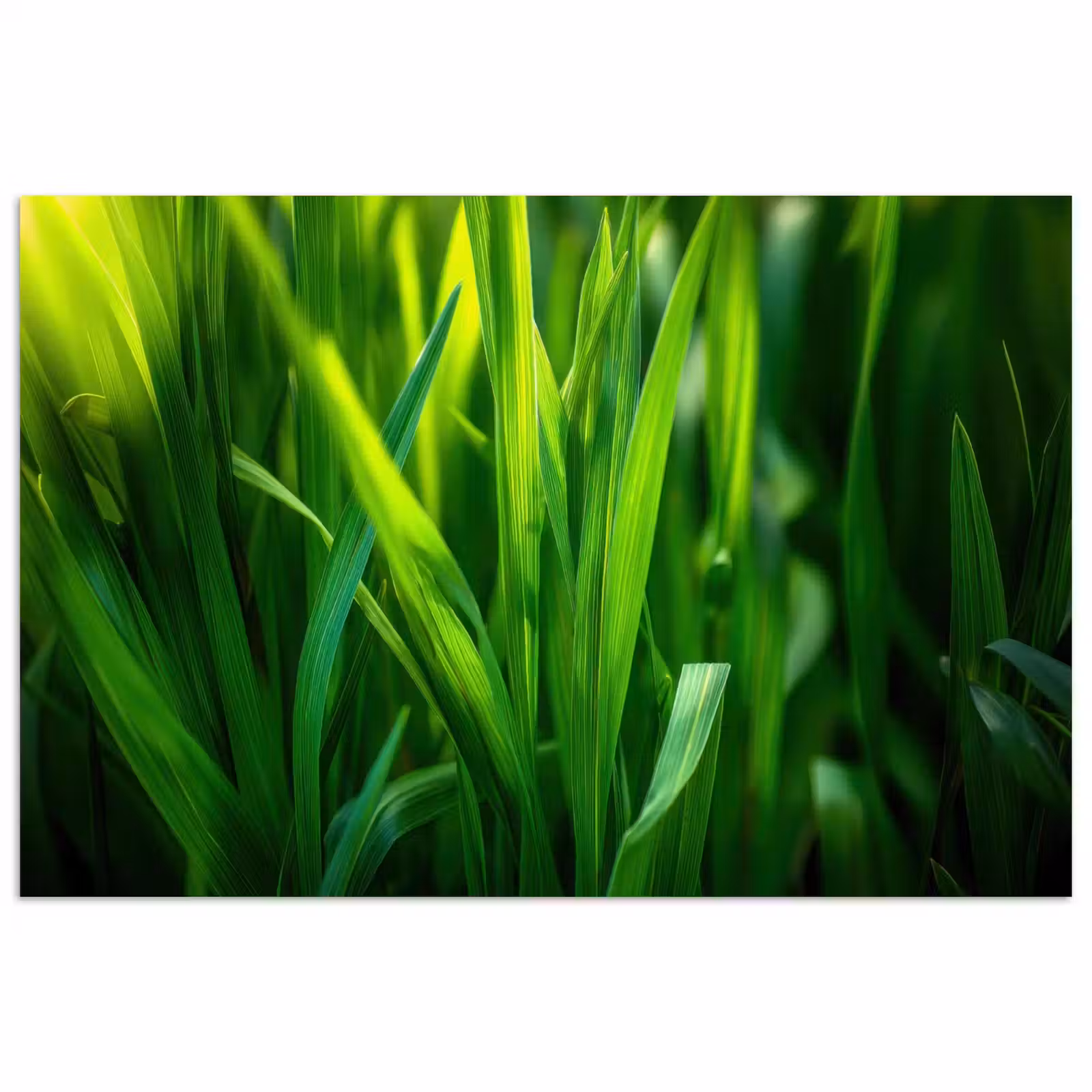 Poster - Grassprieten - Lichtinval - Groen — 1