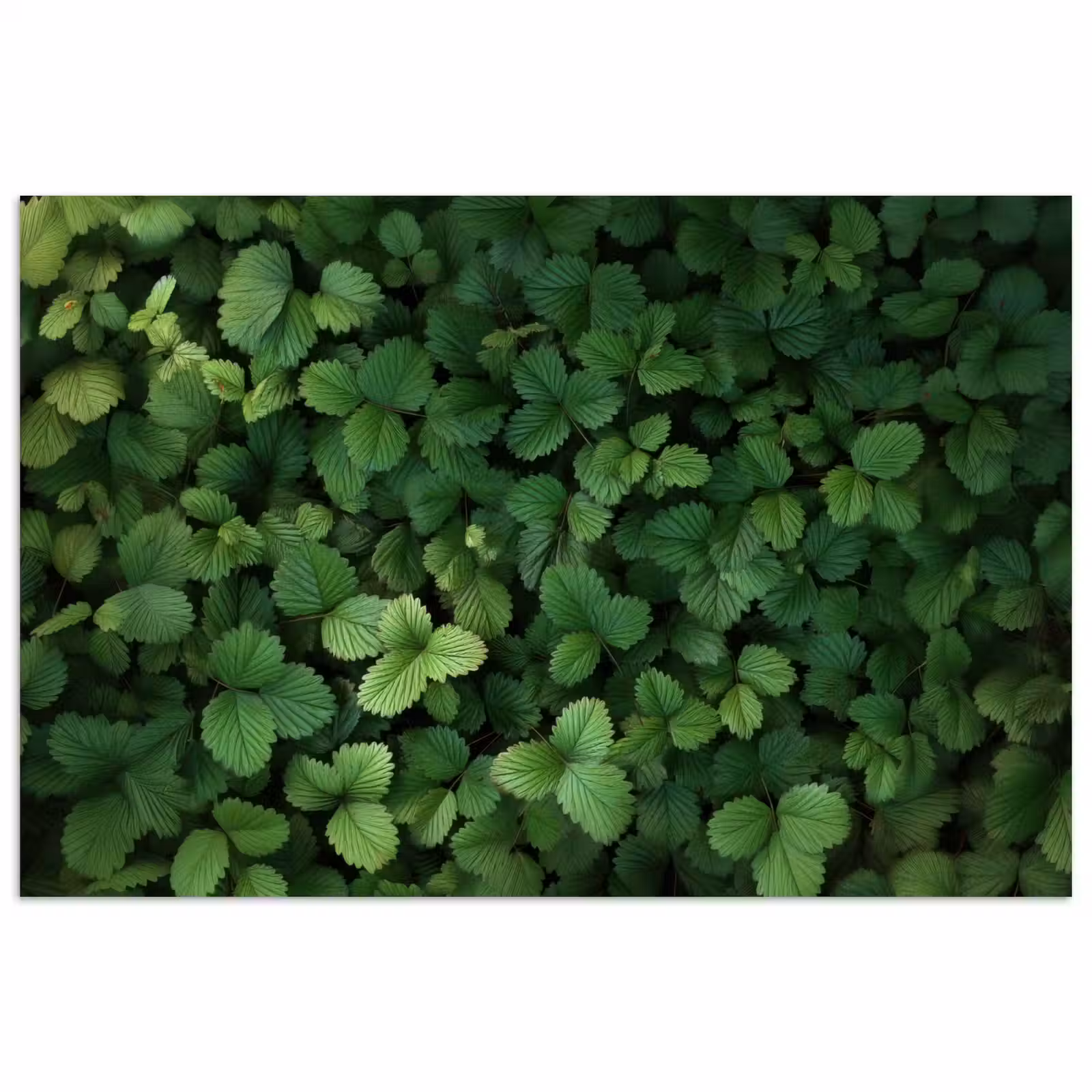 Poster - Groen - Bladeren - Kartel - Zonlicht — 1