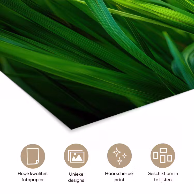 Poster - Grassprieten - Lichtinval - Groen — 5