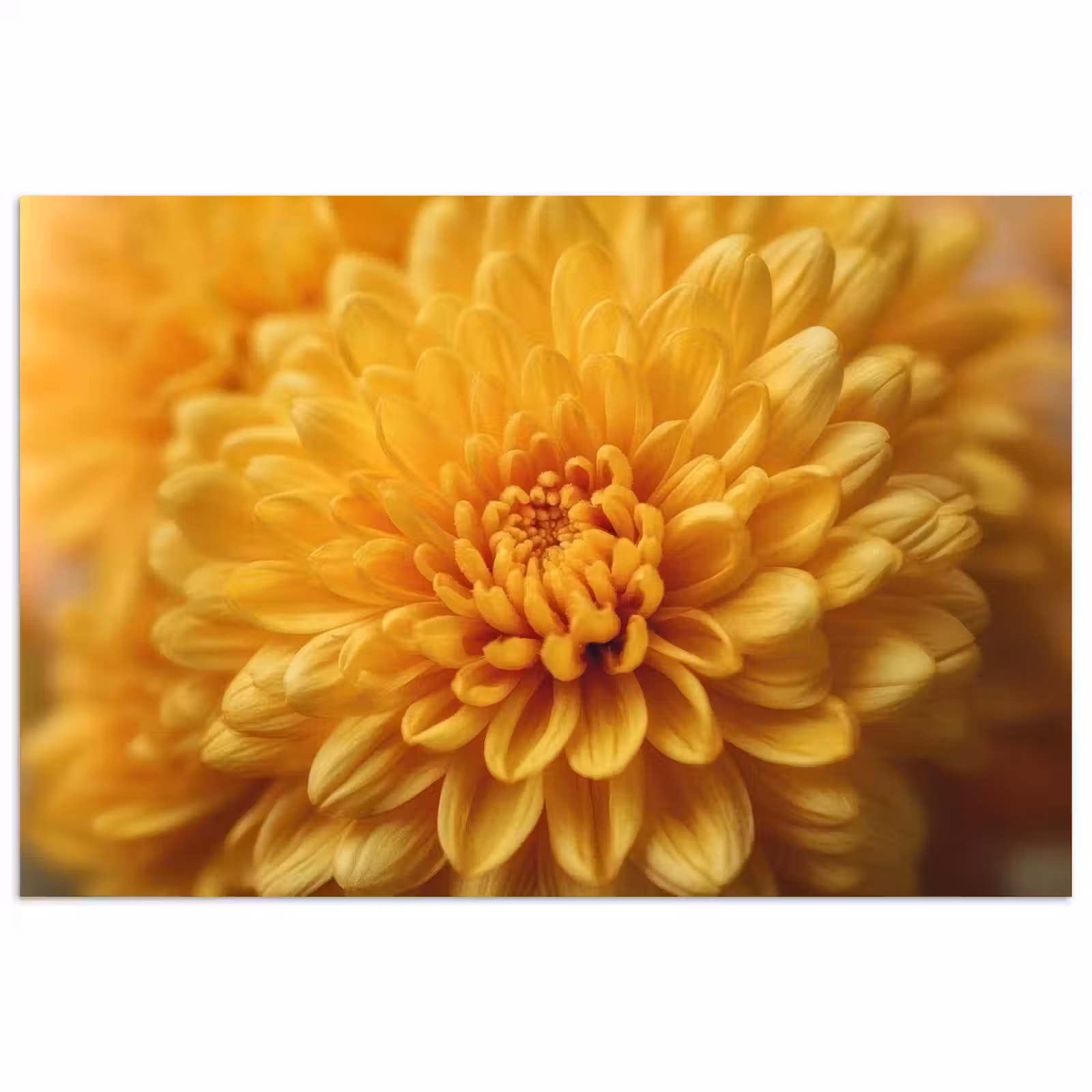 Poster - Geel - Chrysant - Zachtheid — 1