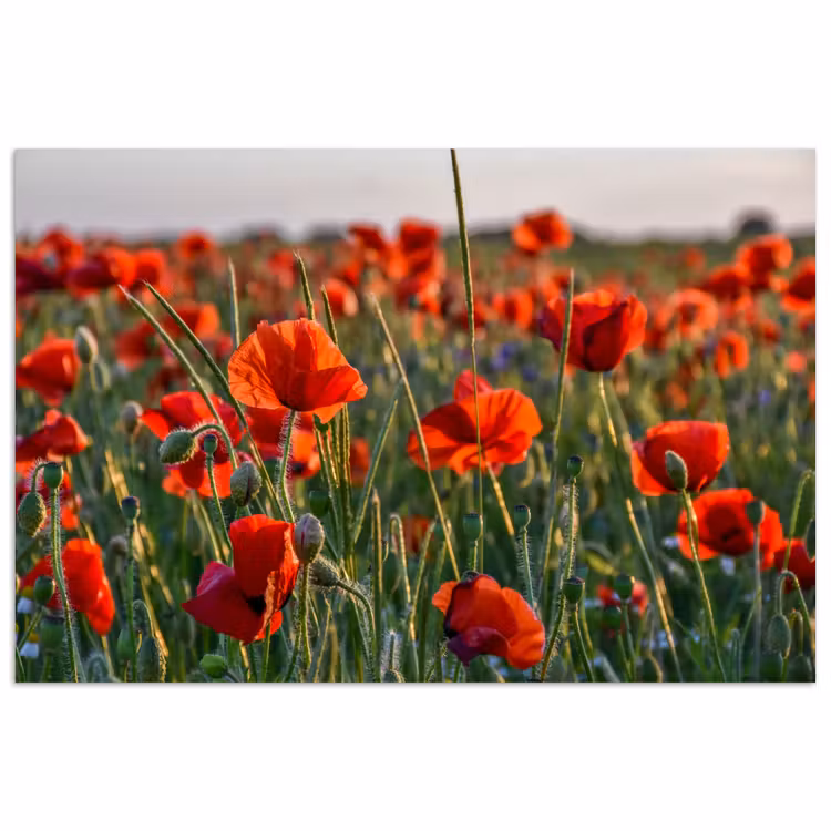 Poster - Bloemen - Klaprozen - Natuur - Rood — 1