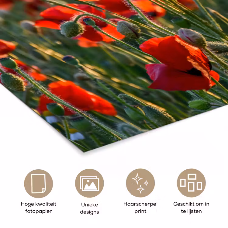 Poster - Bloemen - Klaprozen - Natuur - Rood — 5