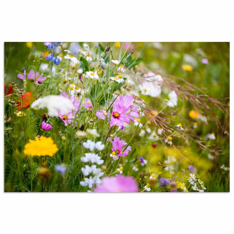 Poster - Bloemen - Natuur - Groen - Gras - Paars - Wit — 1