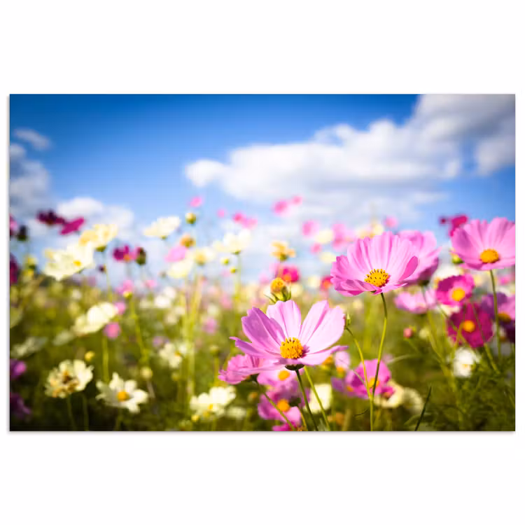 Poster - Bloemen - Wei - Paars - Gras - Wit - Wolken - Blauw — 1