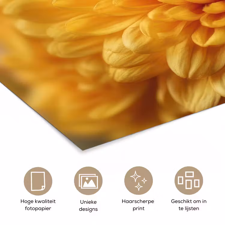 Poster - Geel - Chrysant - Zachtheid — 5