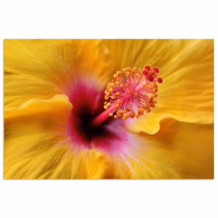 Poster - Geel - Hibiscus - Tropisch — 1