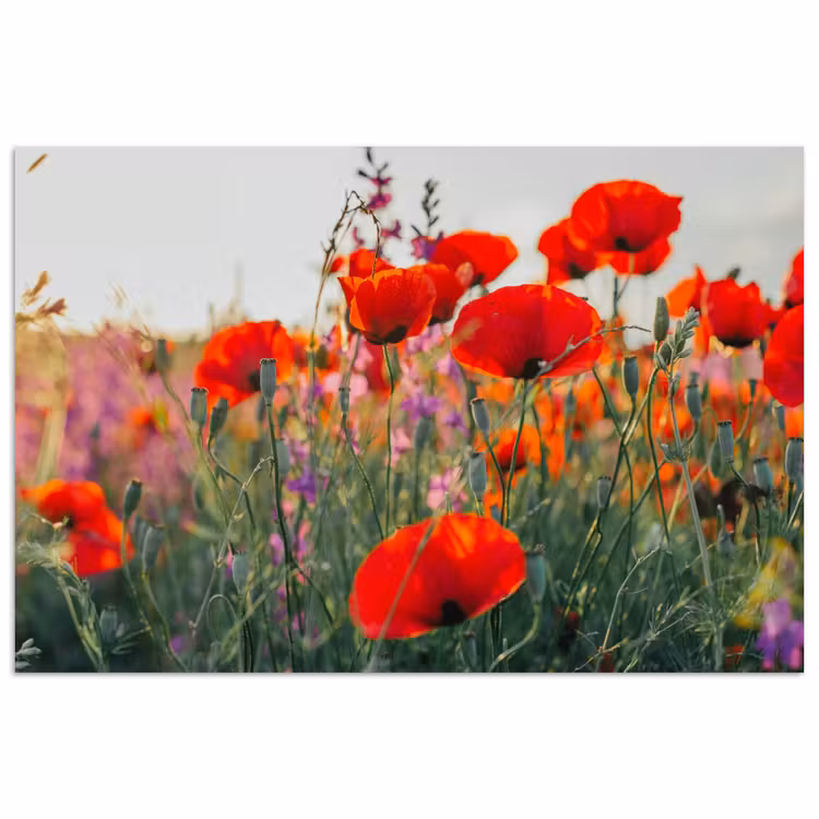 Poster - Klaproos - Bloemen - Rood - Paars - Weide — 1