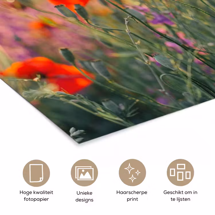 Poster - Klaproos - Bloemen - Rood - Paars - Weide — 5