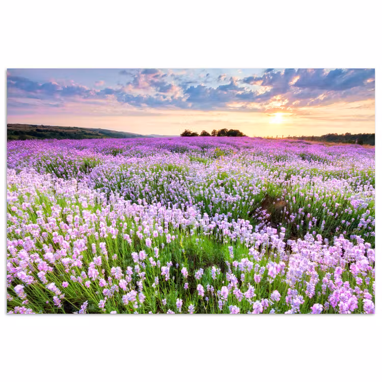 Poster - Lavendel - Bloemen - Zonsondergang - Paars - Weide — 1