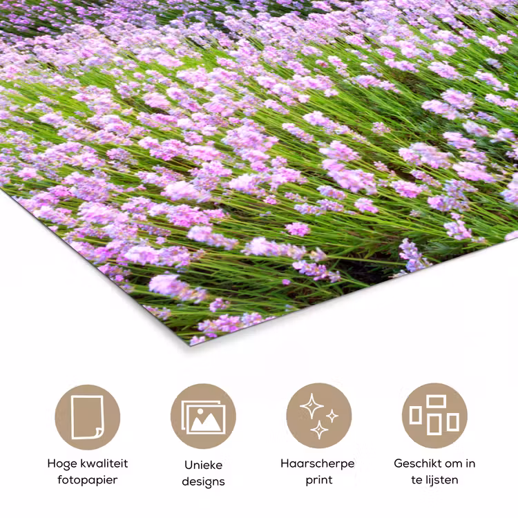 Poster - Lavendel - Bloemen - Zonsondergang - Paars - Weide — 5