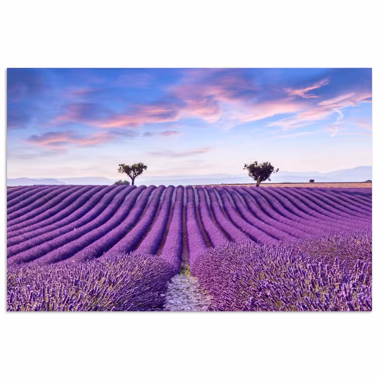 Poster - Lavendel - Natuur - Paars - Bomen - Bloemen — 1