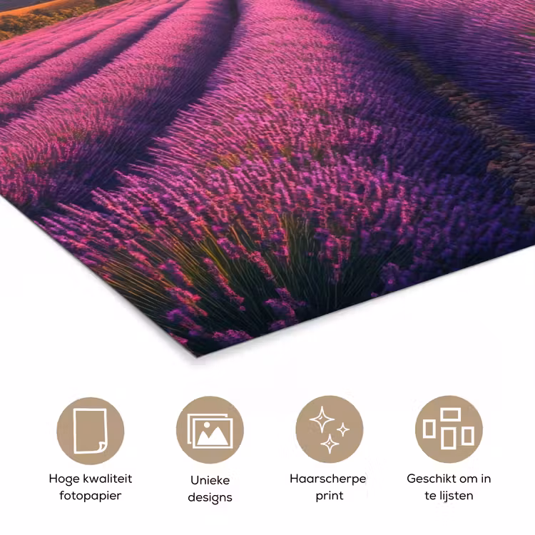 Poster - Lavendelveld - Zonsondergang - Paars — 5