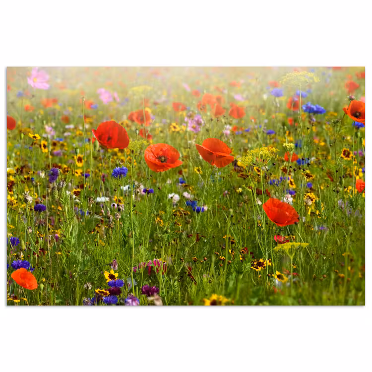 Poster - Lente - Bloemen - Rood - Klaproos - Gras - Groen — 1