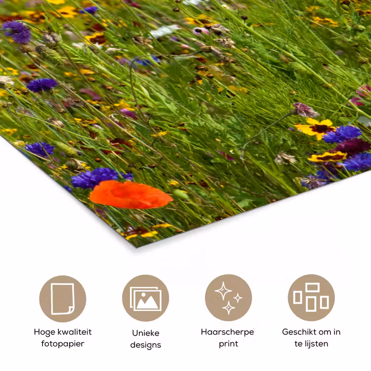 Poster - Lente - Bloemen - Rood - Klaproos - Gras - Groen — 5