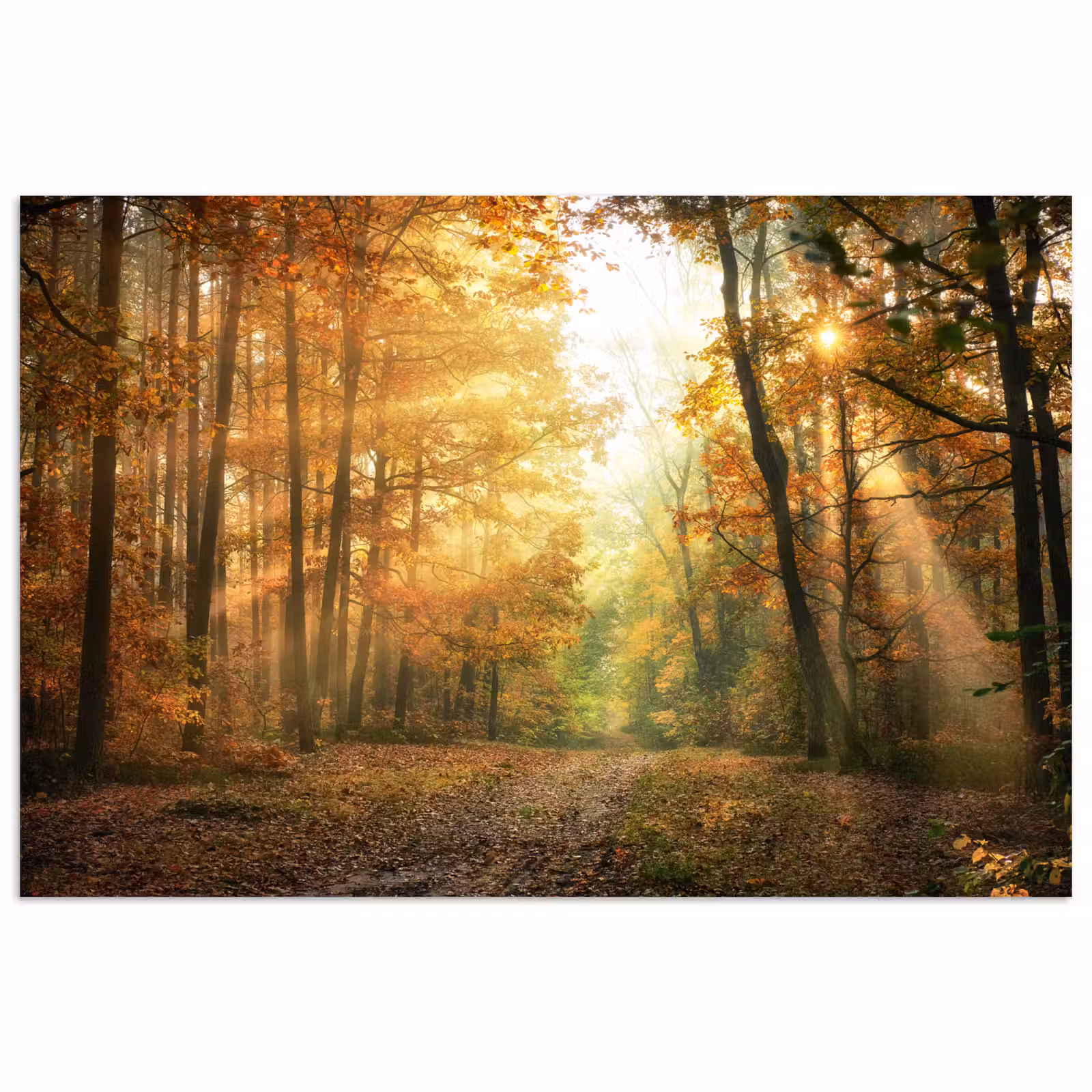 Poster - Bos - Herfst - Zon - Landschap - Natuur - Bomen - Bladeren — 1
