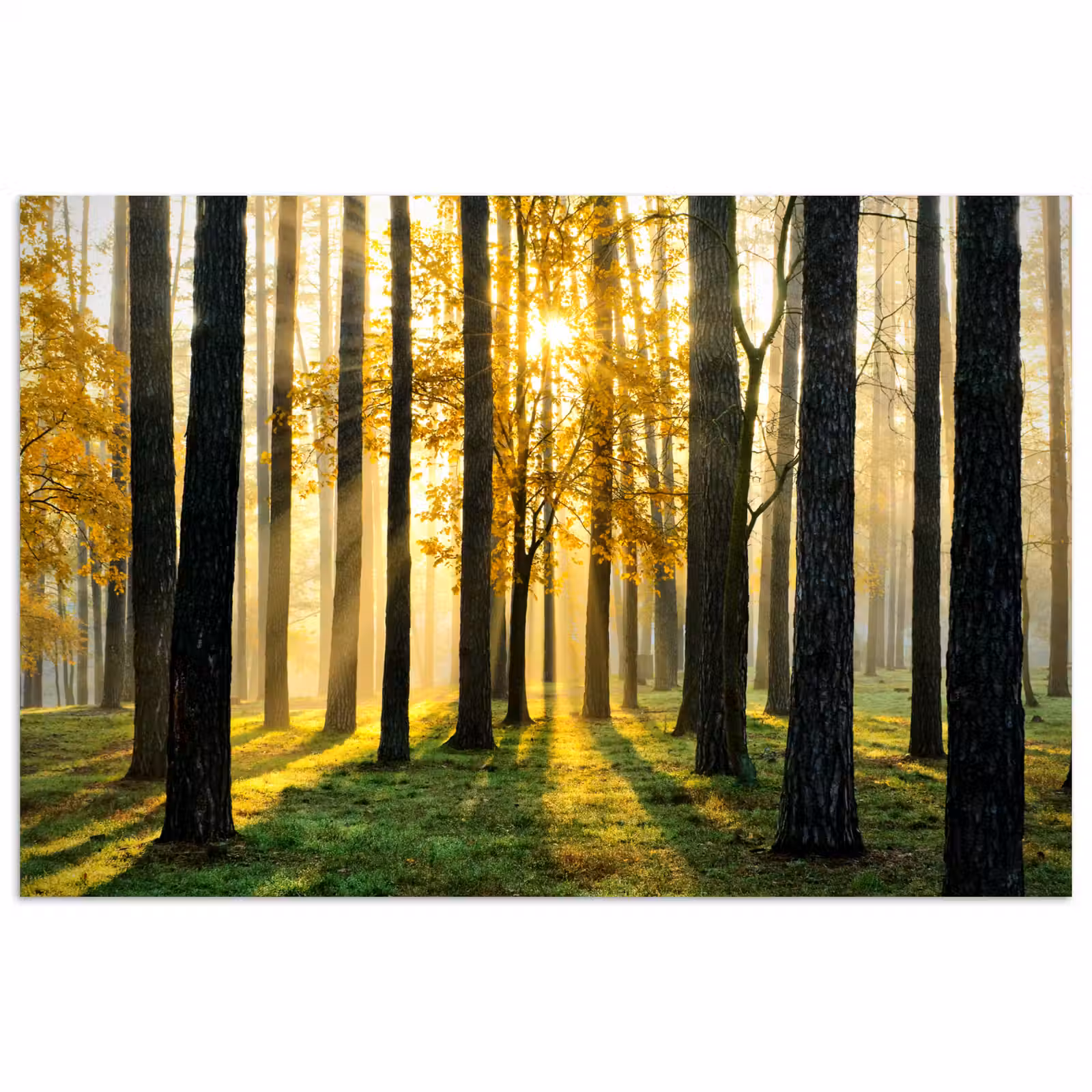 Poster - Bos - Zon - Bomen - Gras - Landschap - Natuur — 1