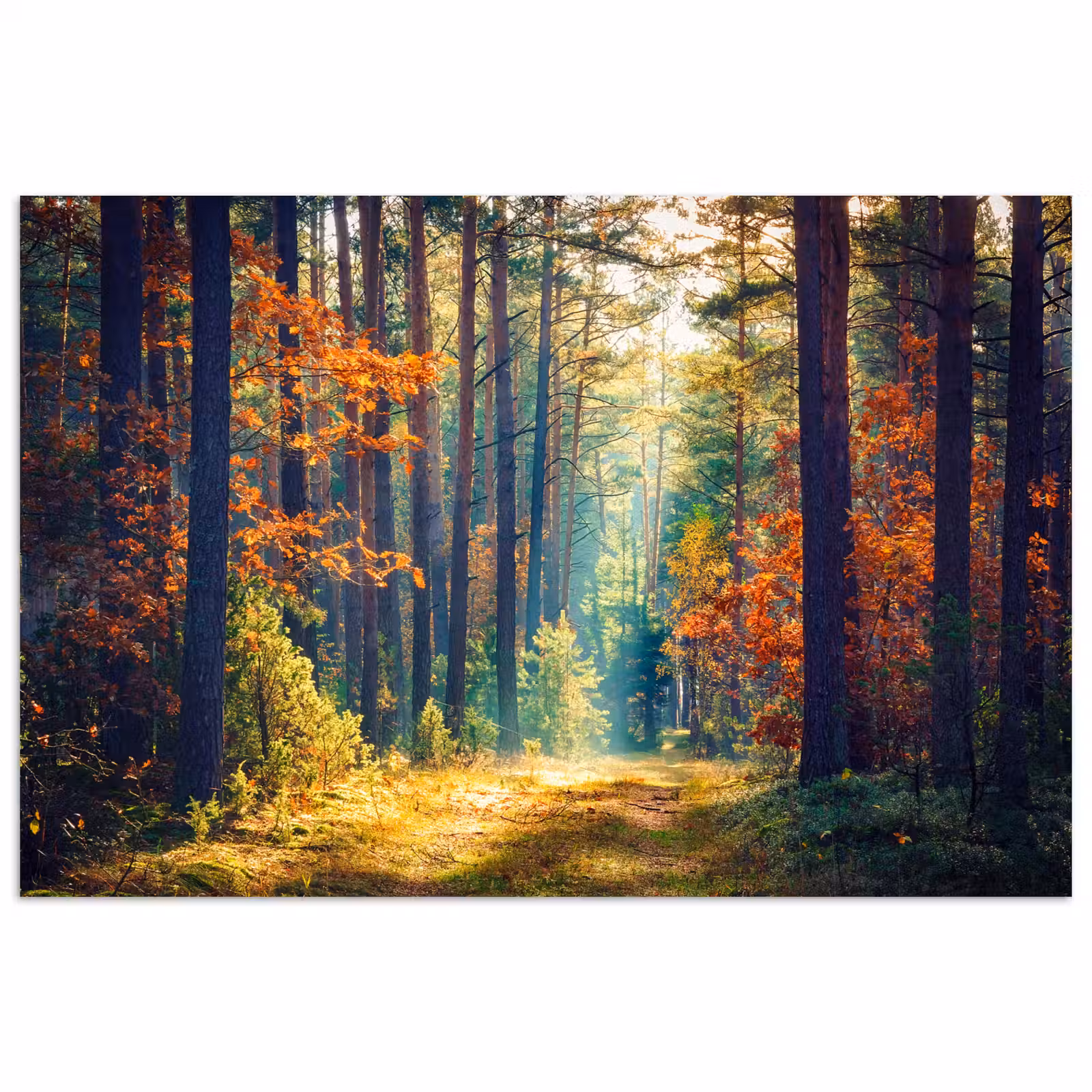Poster - Bos - Zon - Natuur - Herfst — 1