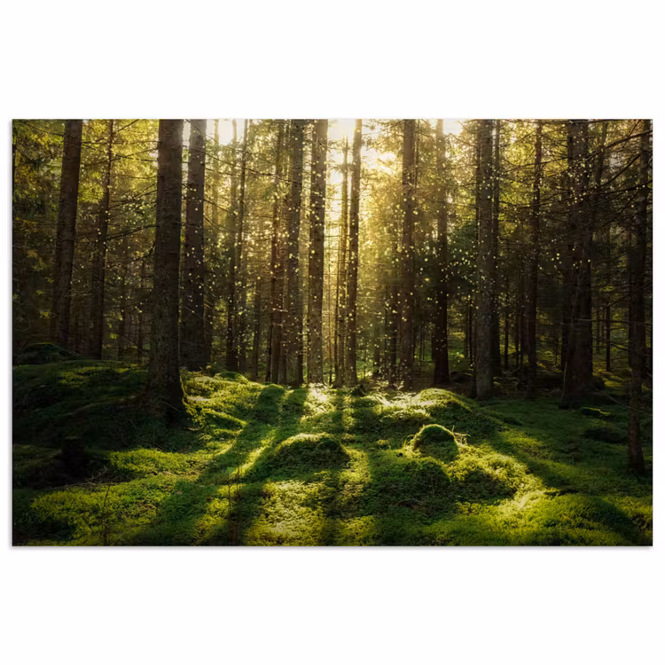 Poster - Bomen - Bos - Mos - Planten - Zon - Natuur — 1