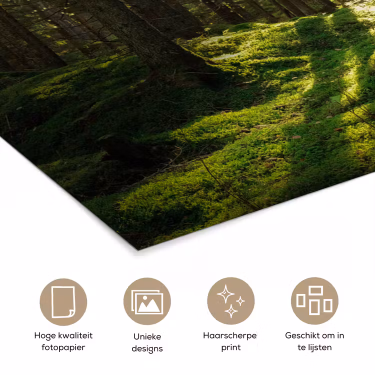 Poster - Bomen - Bos - Mos - Planten - Zon - Natuur — 5