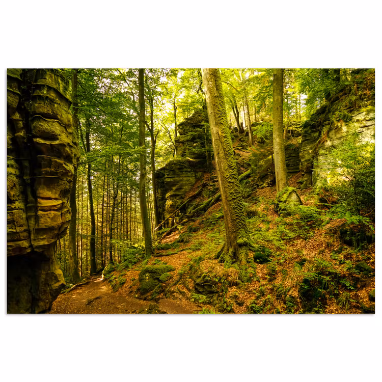 Poster - Bomen - Steen - Bos - Natuur - Planten — 1