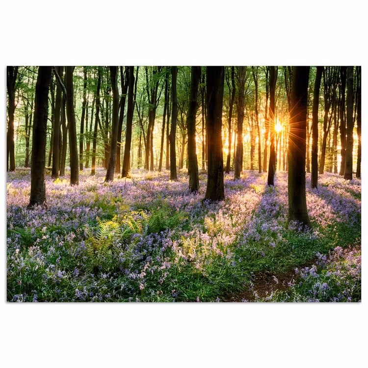 Poster - Bos - Bloemen - Lavendel - Zon - Paars - Natuur — 1