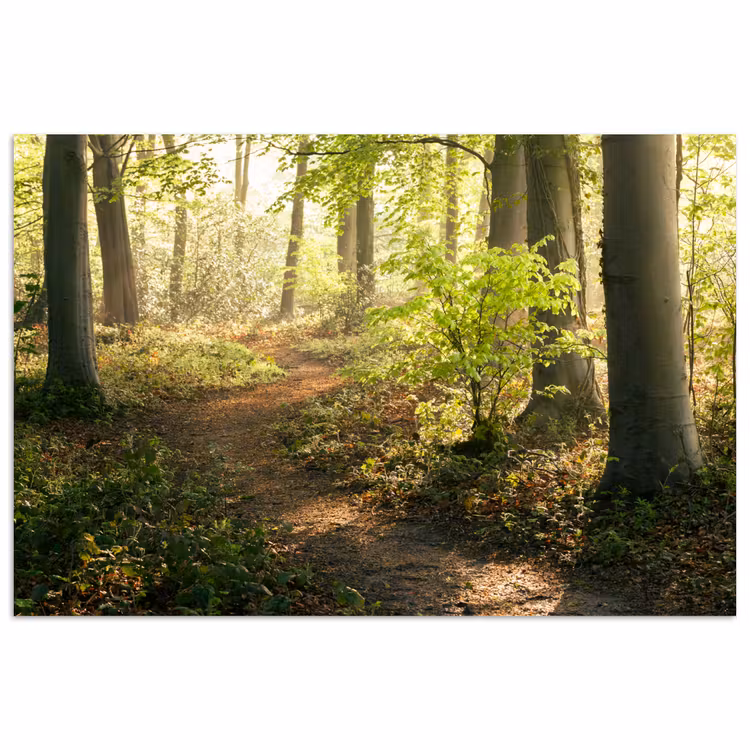 Poster - Bos - Bomen - Pad - Zon - Planten - Bladeren - Natuur — 1