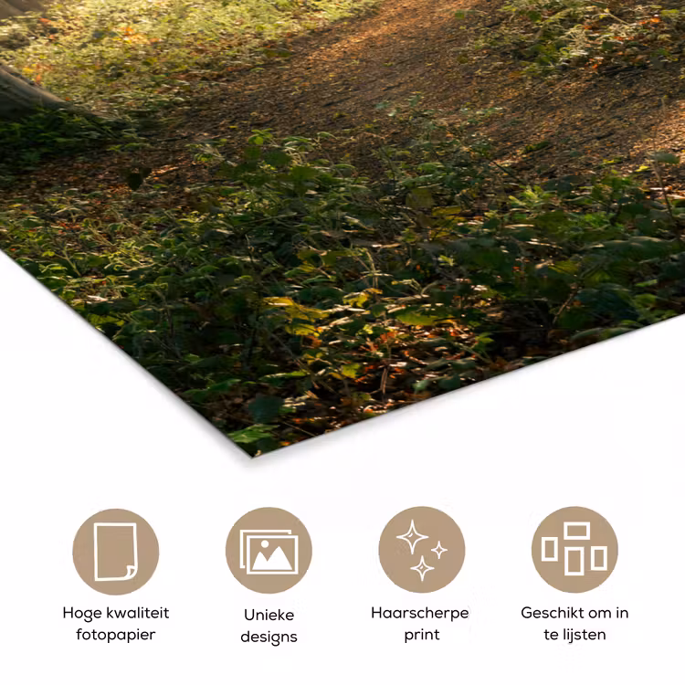 Poster - Bos - Bomen - Pad - Zon - Planten - Bladeren - Natuur — 5