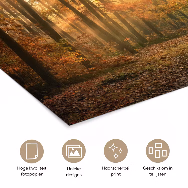 Poster - Bos - Herfst - Zon - Landschap - Natuur - Bomen - Bladeren — 5