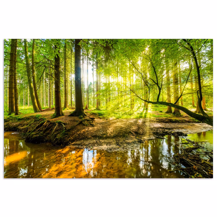 Poster - Bos - Landschap - Water - Bomen - Zon - Groen - Natuur — 1
