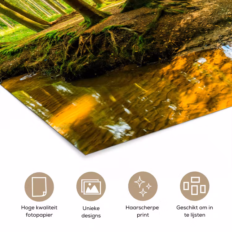 Poster - Bos - Landschap - Water - Bomen - Zon - Groen - Natuur — 5