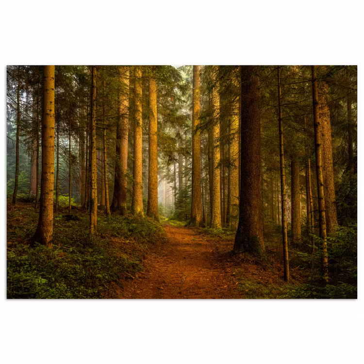 Poster - Bos - Natuur - Bomen - Landschap - Bladeren — 1