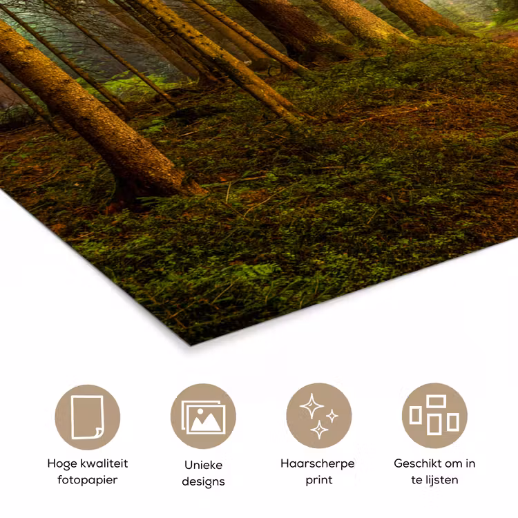Poster - Bos - Natuur - Bomen - Landschap - Bladeren — 5