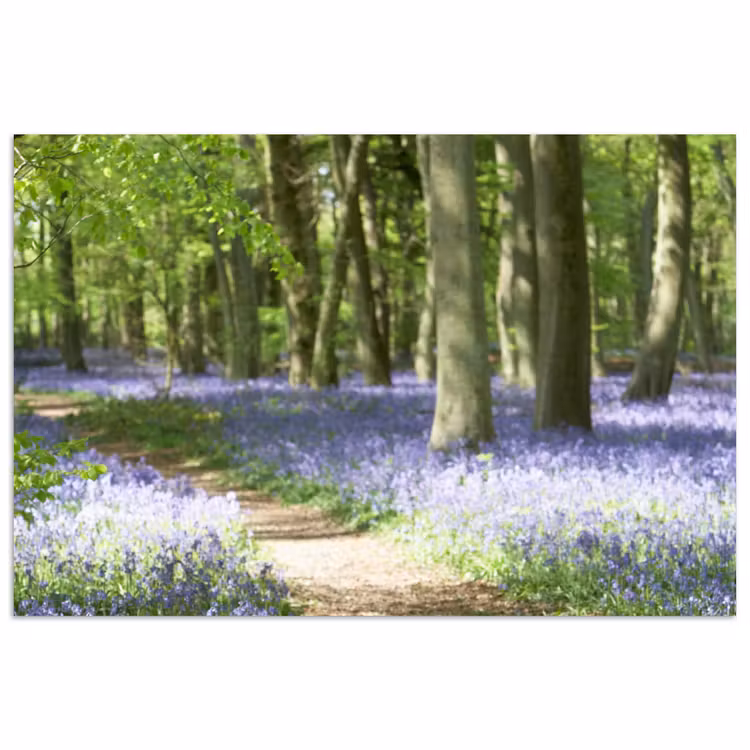 Poster - Bos - Pad - Bloemen - Paars - Groen - Natuur — 1