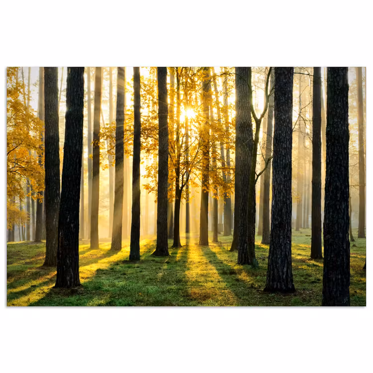 Poster - Bos - Zon - Bomen - Gras - Landschap - Natuur — 1