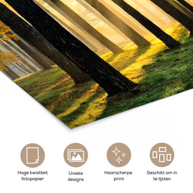 Poster - Bos - Zon - Bomen - Gras - Landschap - Natuur — 5