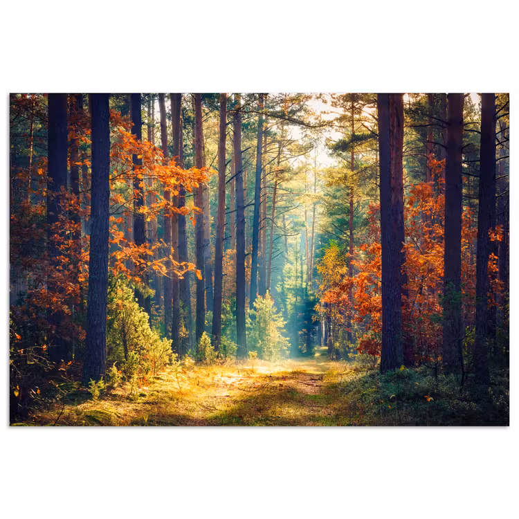 Poster - Bos - Zon - Natuur - Herfst — 1