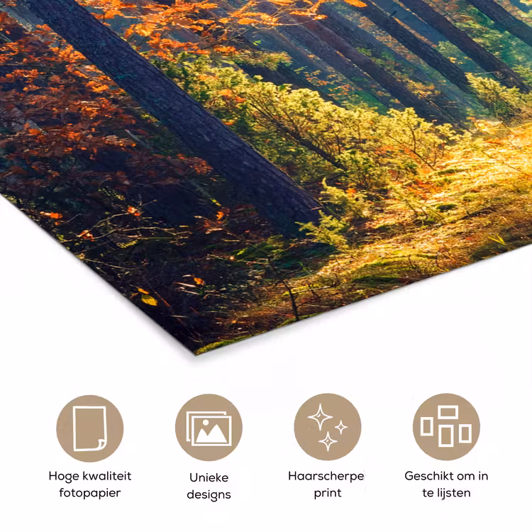 Poster - Bos - Zon - Natuur - Herfst — 5