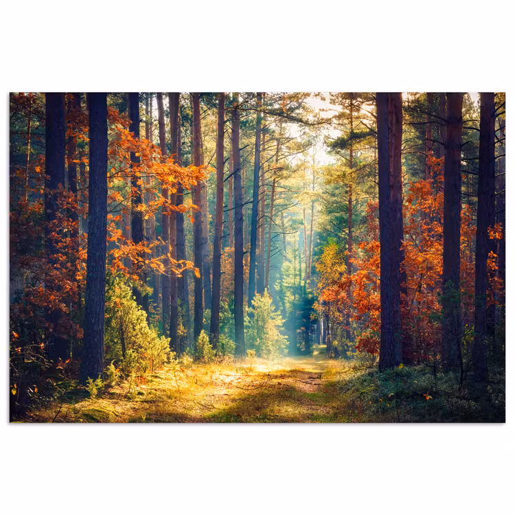 Poster - Bos - Zon - Natuur - Herfst — 1
