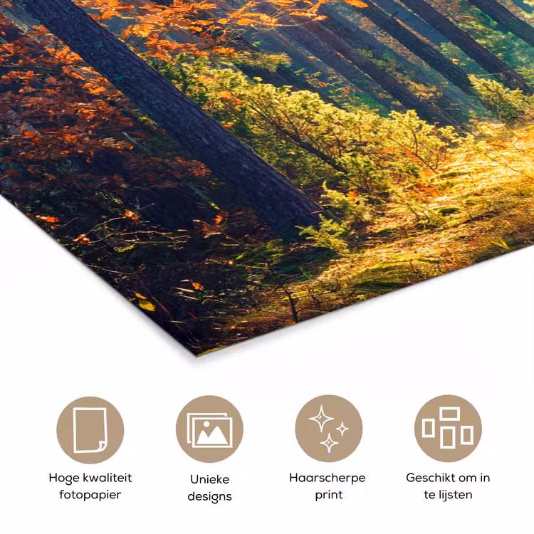 Poster - Bos - Zon - Natuur - Herfst — 5