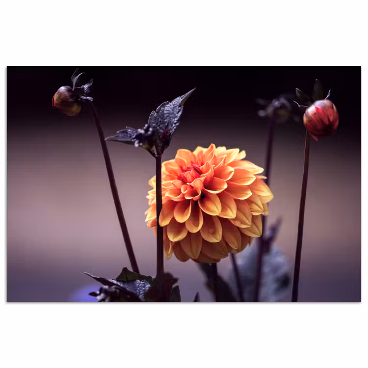 Poster - Bloemen - Chrysant - Macro - Planten — 1