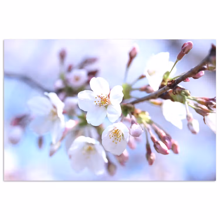Poster - Bloemen - Sakura - Tak - Bloesem takken — 1