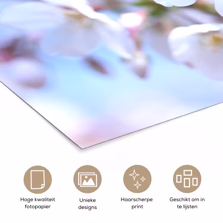 Poster - Bloemen - Sakura - Tak - Bloesem takken — 5